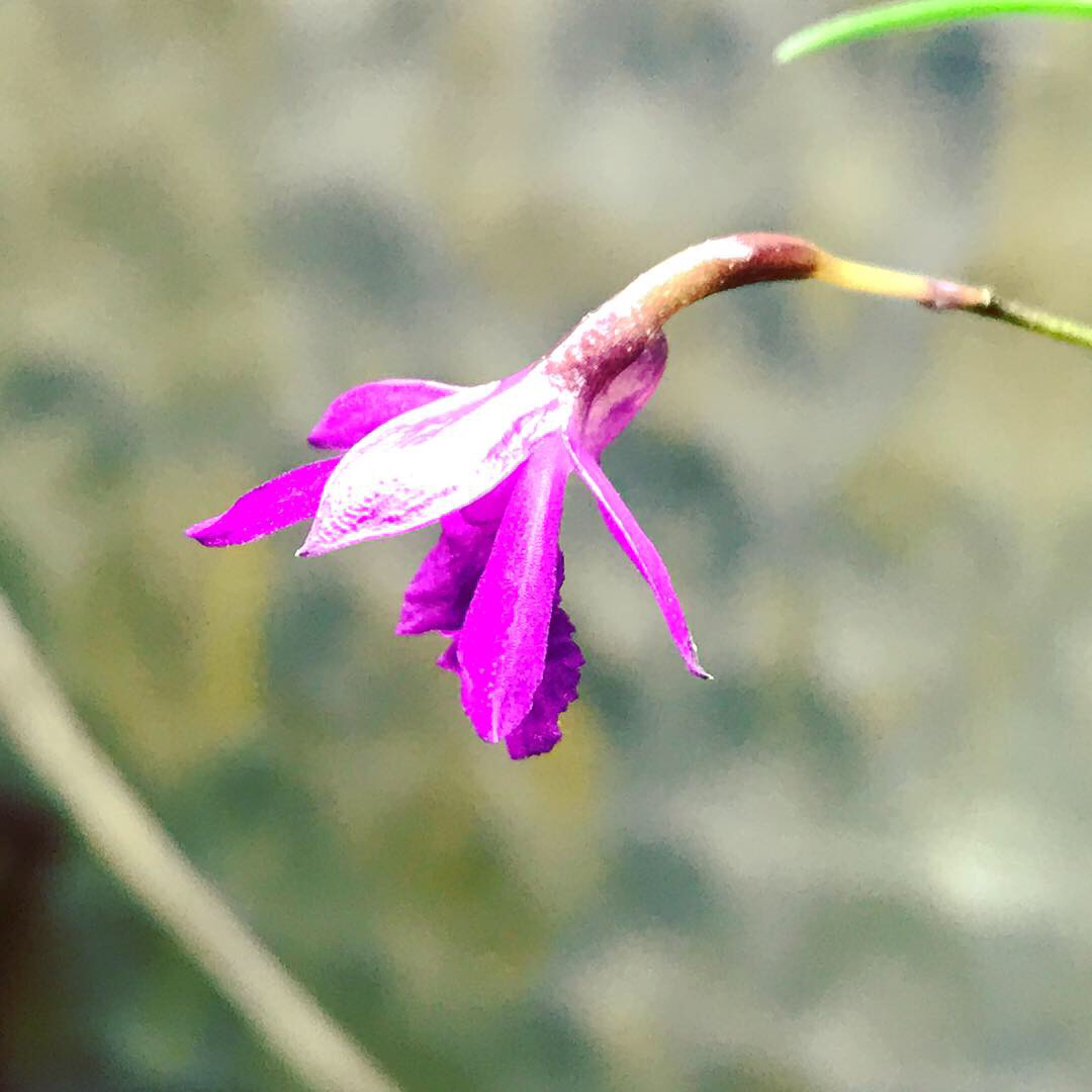 Neolauchea pulchella Orchid