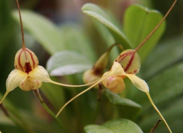 Masdevallia nidifica orchid