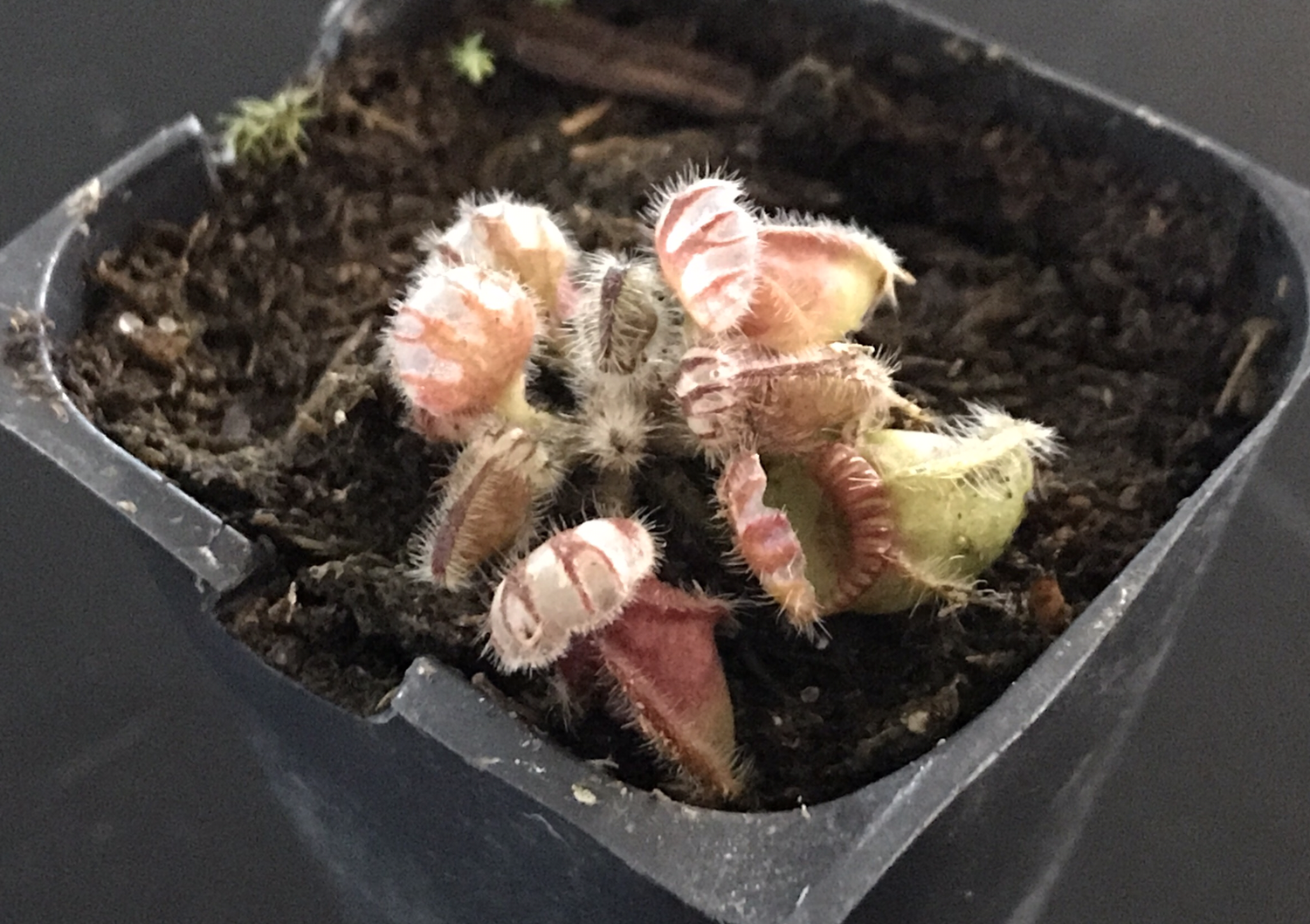 Cephalotus Carnivorous plants for sale Canada