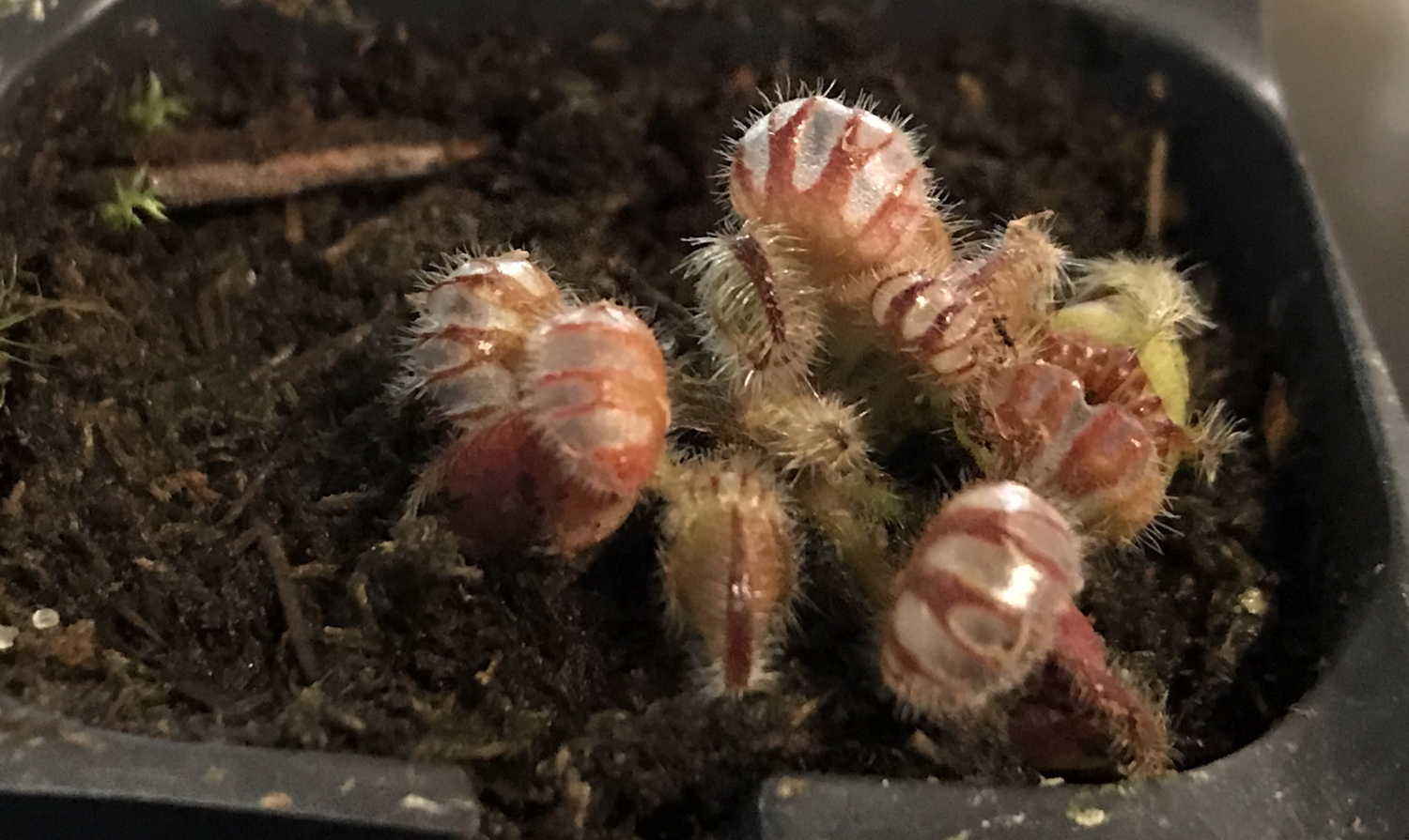 Cephalotus Carnivorous plants for sale Canada