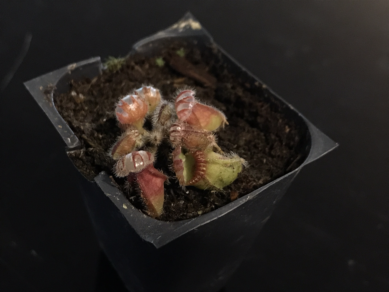 Cephalotus Carnivorous plants for sale Canada