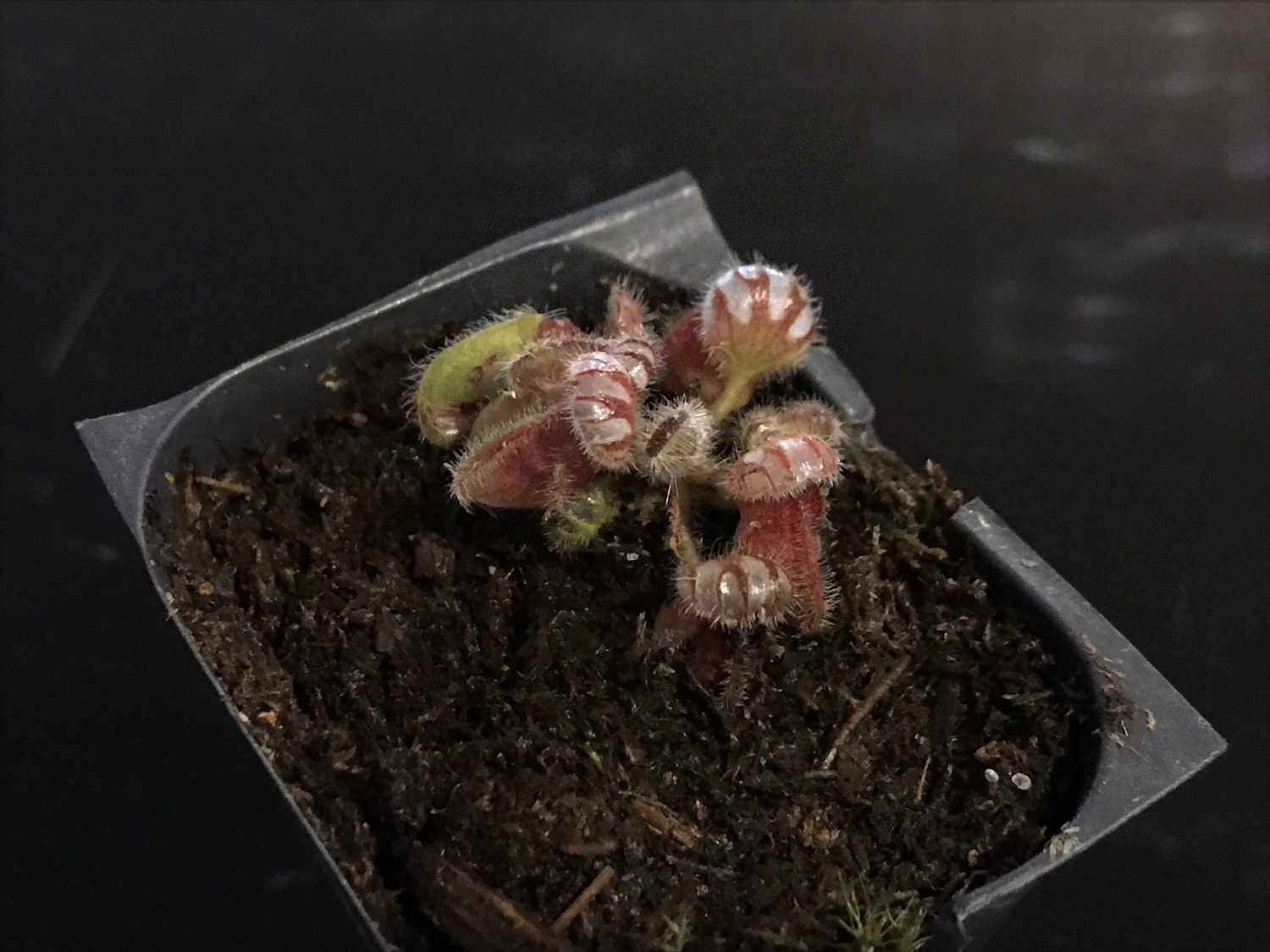 Cephalotus アルビ Cephalotus Carnivorous plants for sale Canada
