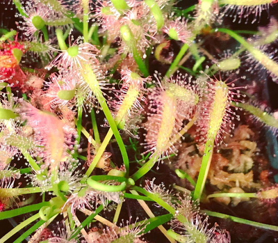 Drosera capensis "alba" Cape Sundew White Flowers 