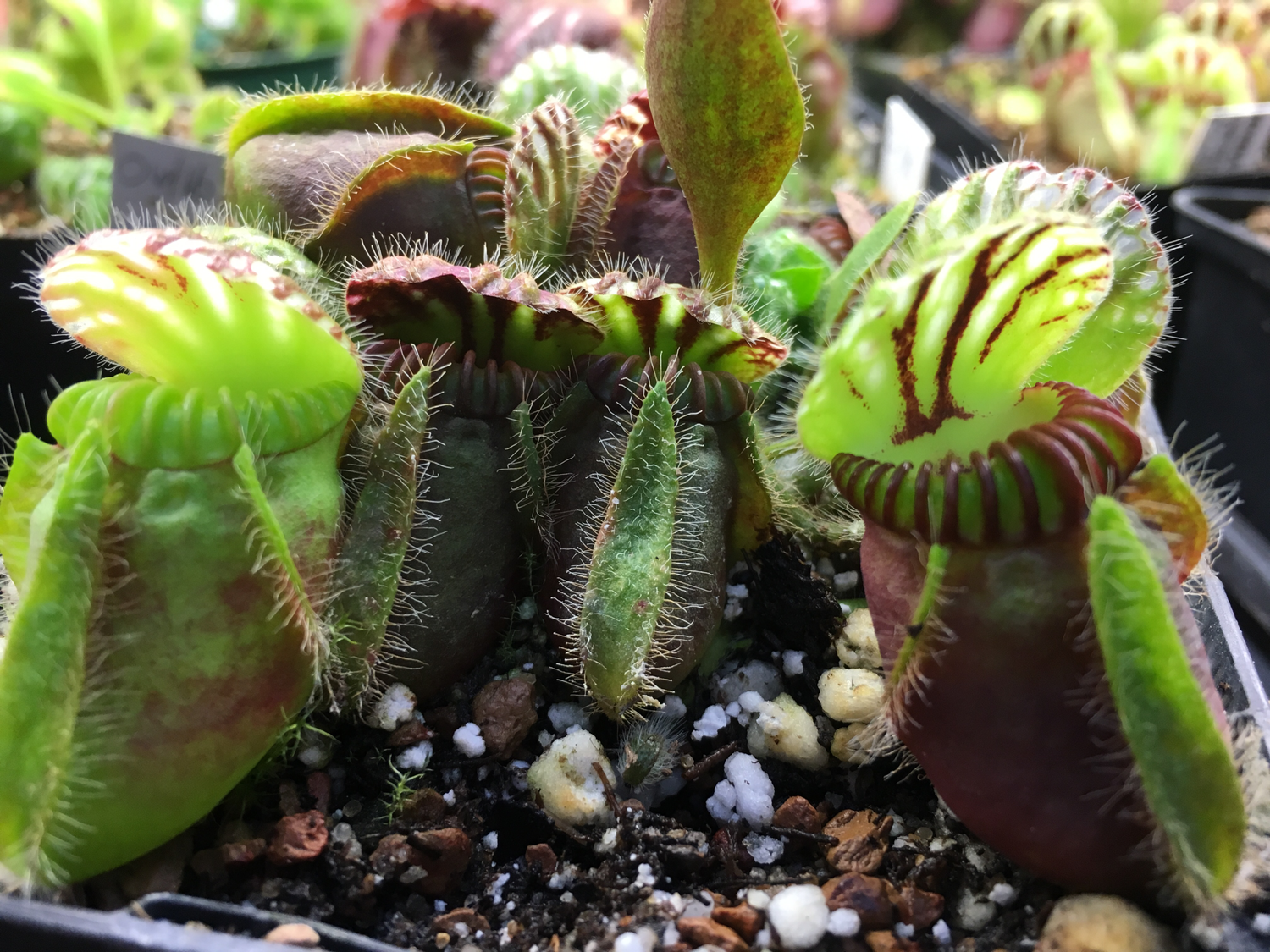 Cephalotus Follicularis Collectors Kit (4 Plants)