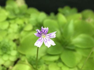 Pinguicula emarginata 1+ plants (Blooming Size!)