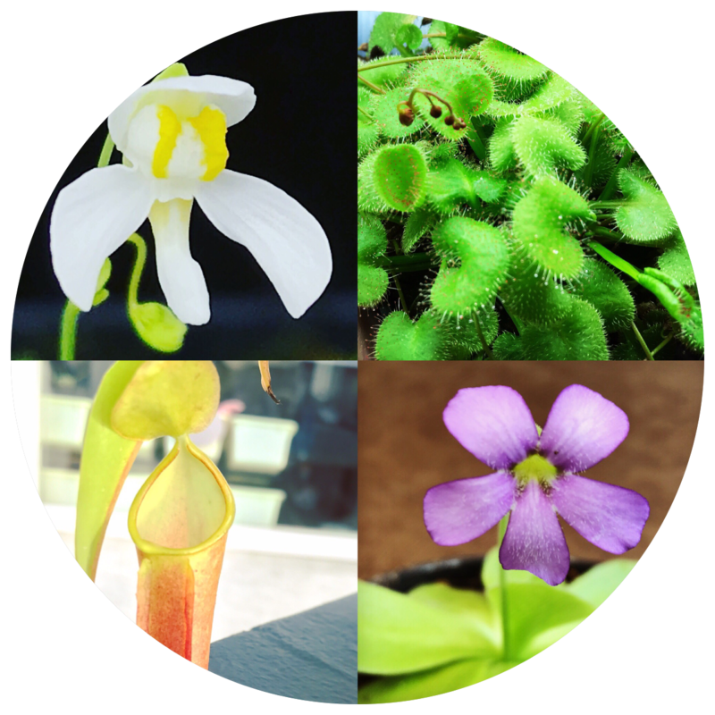 BEGINNERS and WINDOWSILL PLANTS