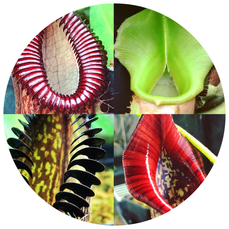 NEPENTHES (TROPICAL PITCHER PLANTS) FOR SALE