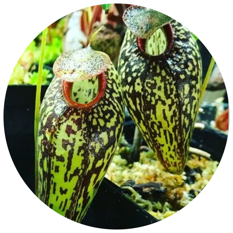 ALL NEPENTHES