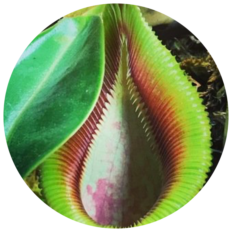 HIGHLAND NEPENTHES