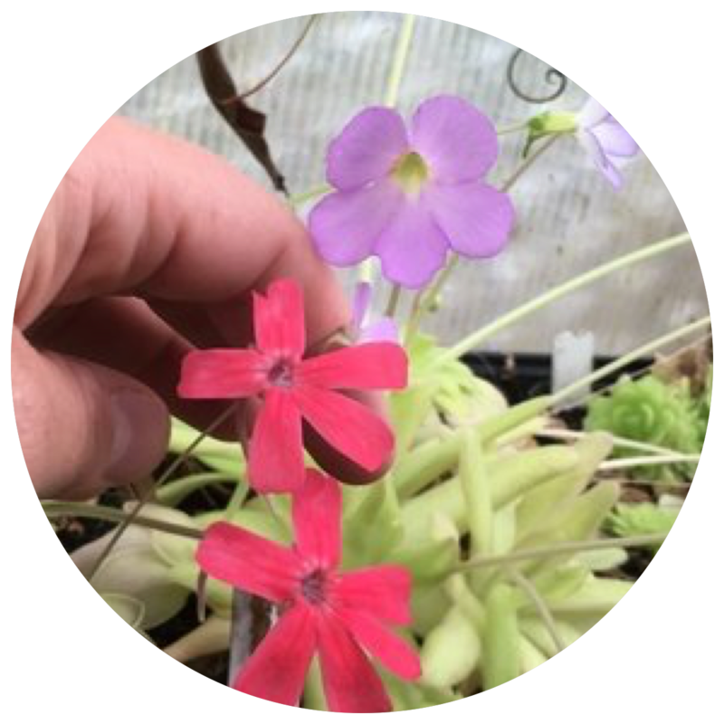 PINGUICULA FOR SALE : Click Here