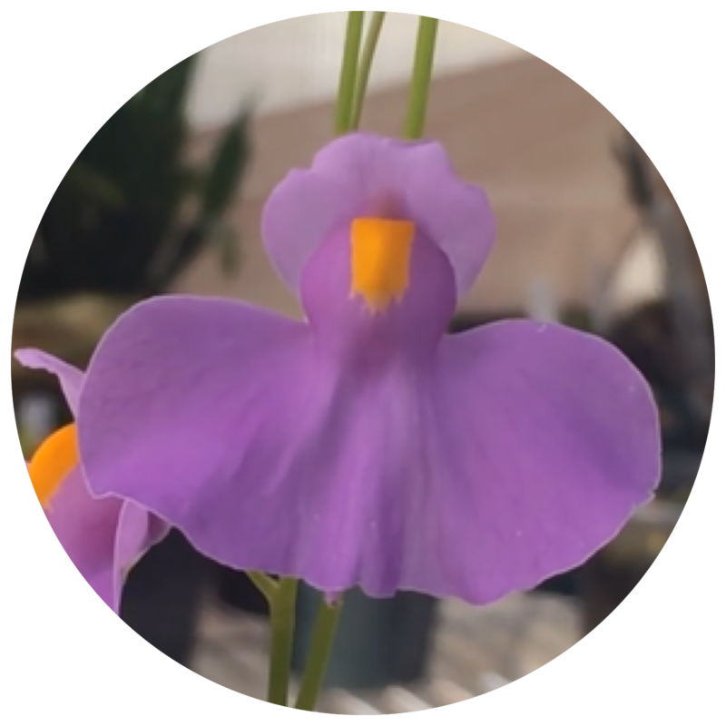UTRICULARIA FOR SALE : Click Here