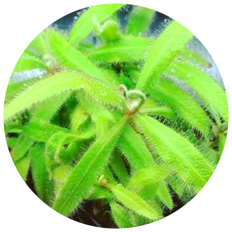 DROSERA FOR SALE : Click Here