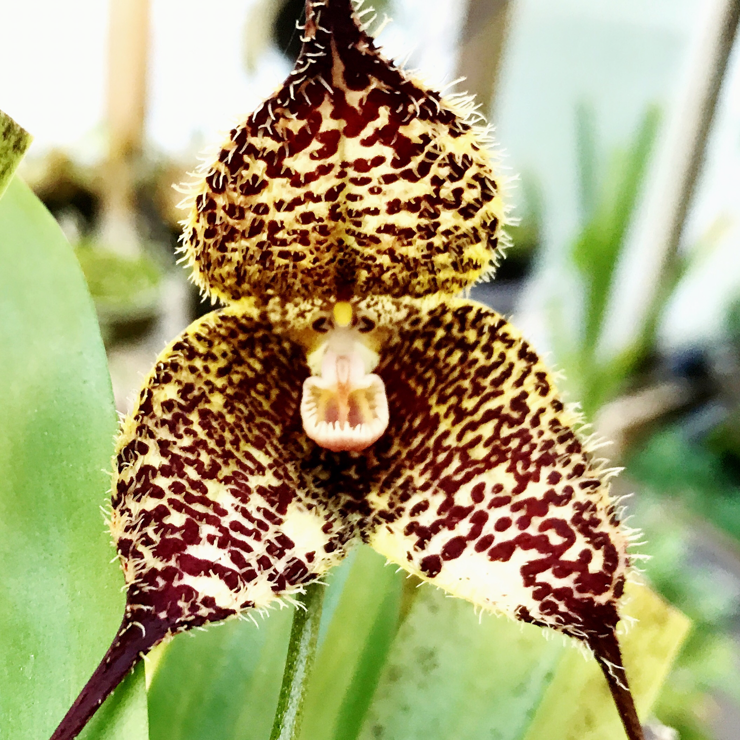 Dracula chiroptera Orchid