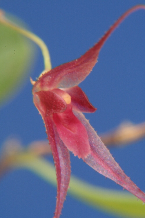 Trichosalpinx chamelepanthes Orchid