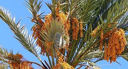 Phoenix dactyliferai palm (Medium) 