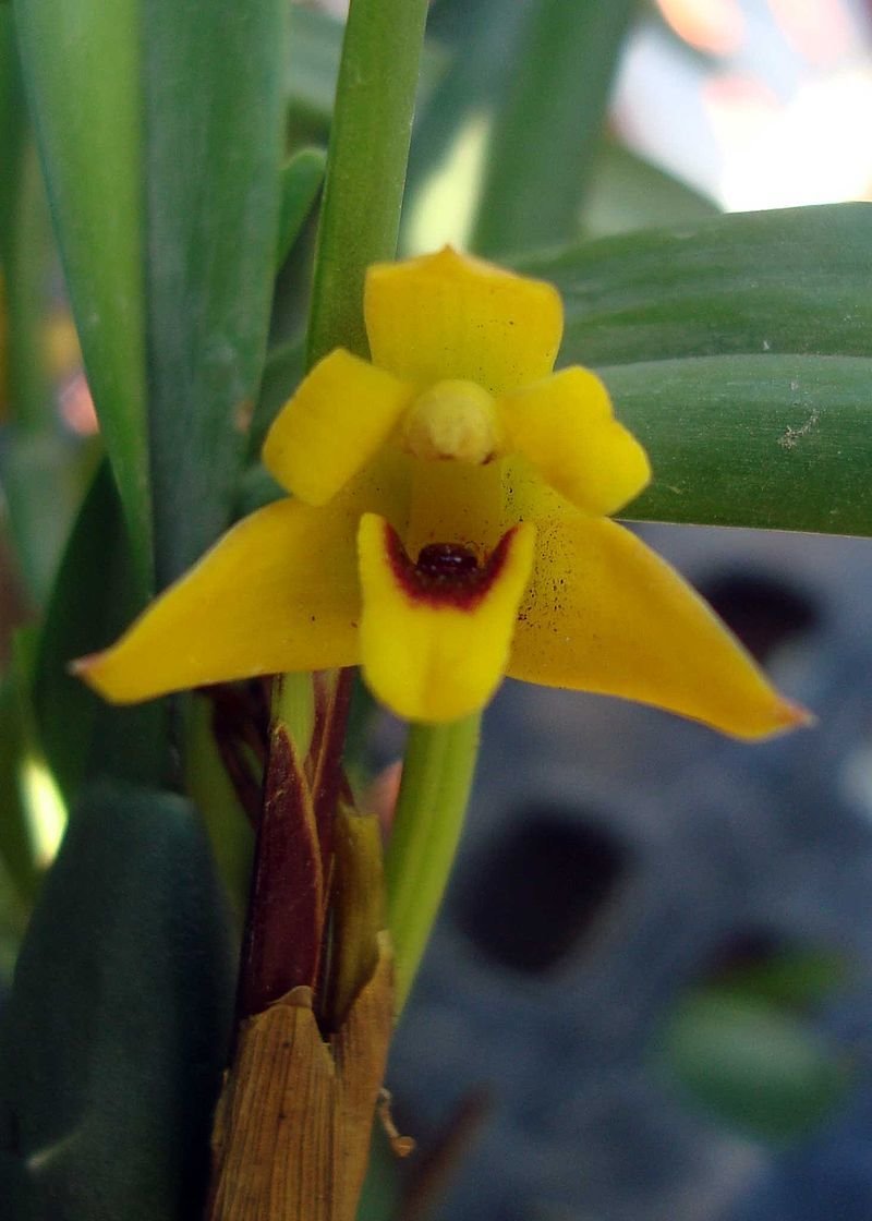 Maxillaria variabilis Orchid