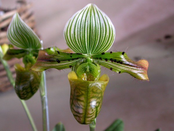Paphiopedilum venustum Slipper Orchid -Big Plants!