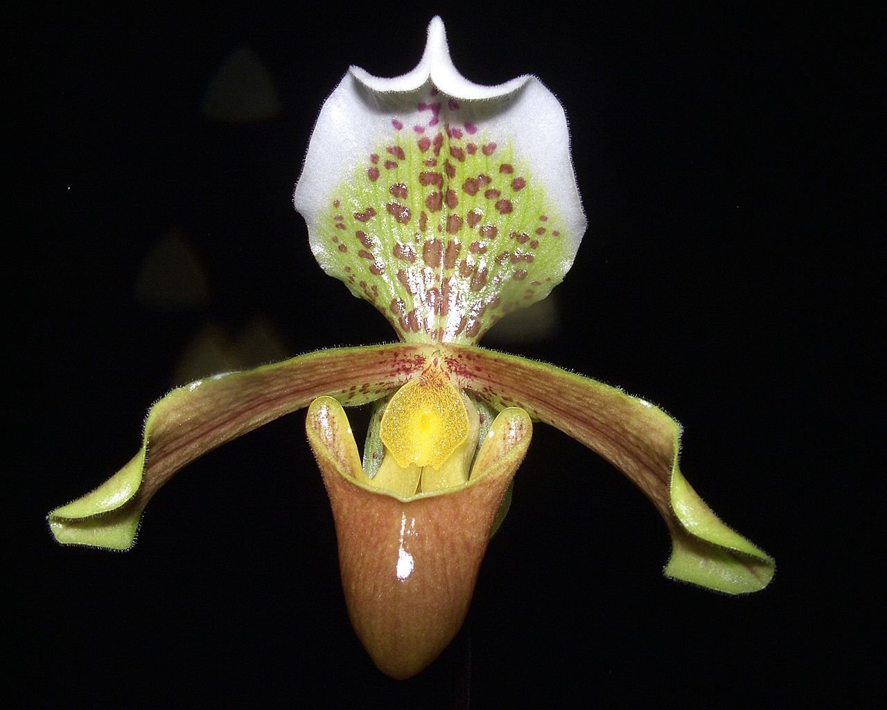 Paphiopedilum insigne Slipper Orchid