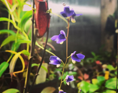 Utricularia biloba