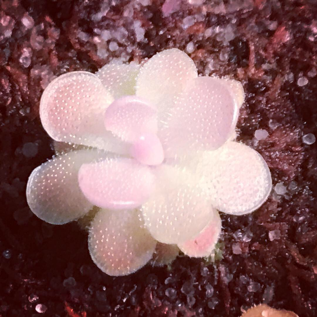 Pinguicula Butterwort for sale Canada