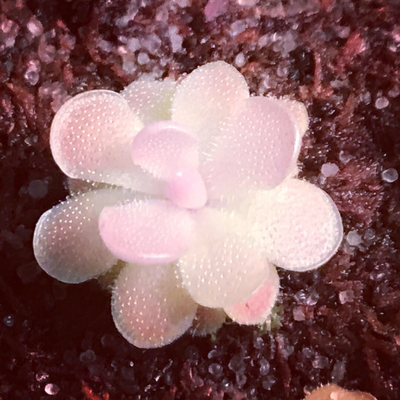 Pinguicula esseriana - Buena Vista, San Luis Potosi, Mex (Small)