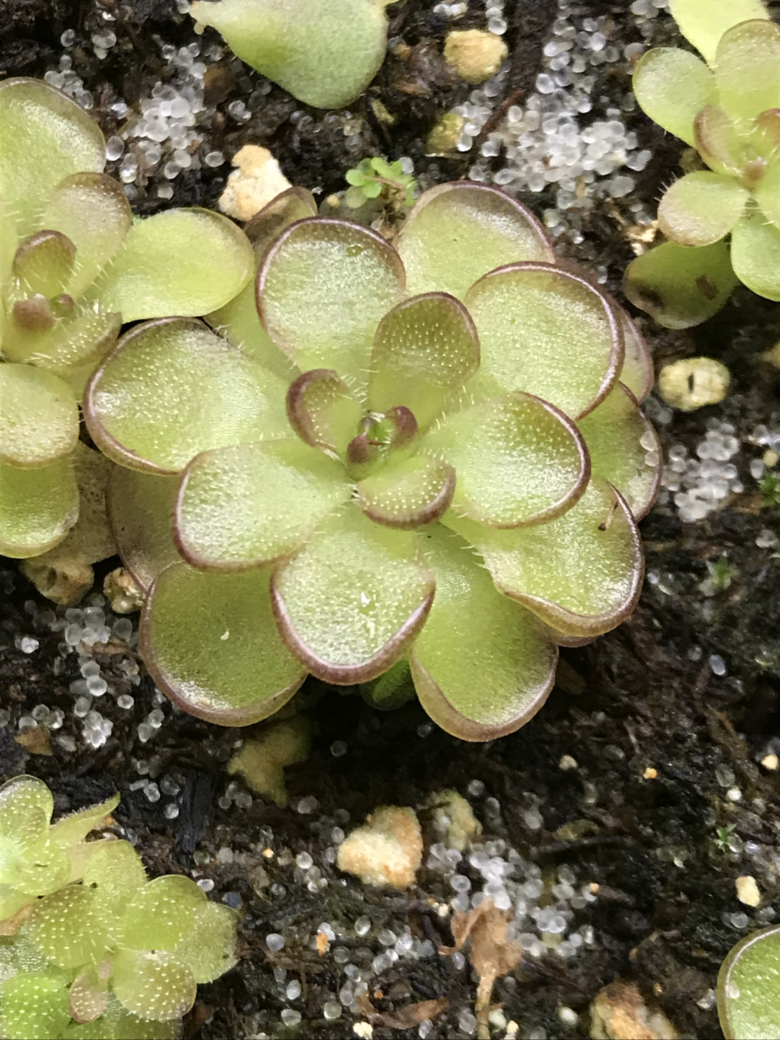 Pinguicula kondoi “ Giant”  (Small)