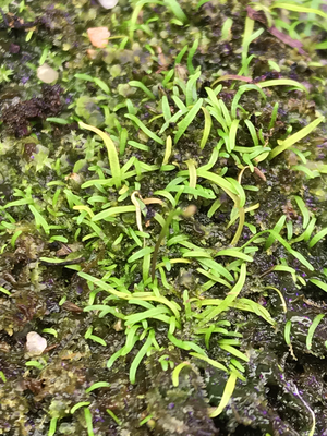 Utricularia rostrata