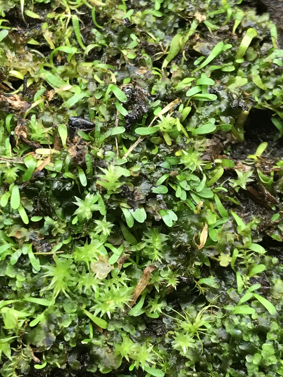 Utricularia lateriflora