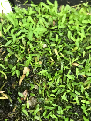 Utricularia bisquamata "Betty's Bay"