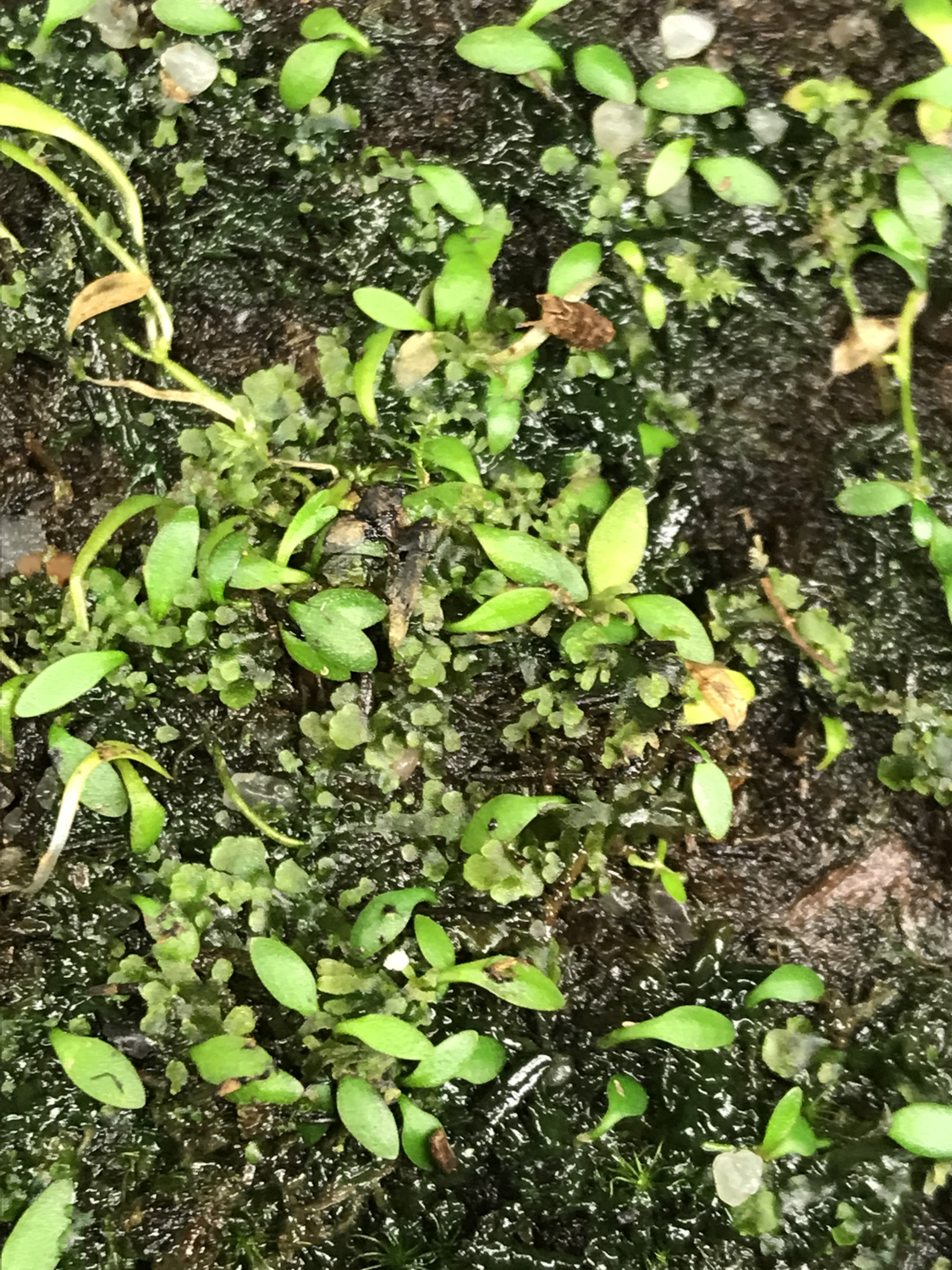 Utricularia dichotoma