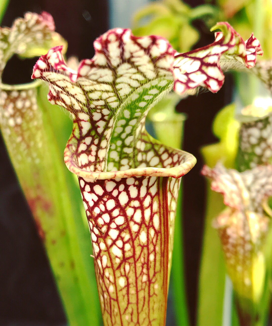Sarracenia leucophylla "Tarnok" Registered Cultivar