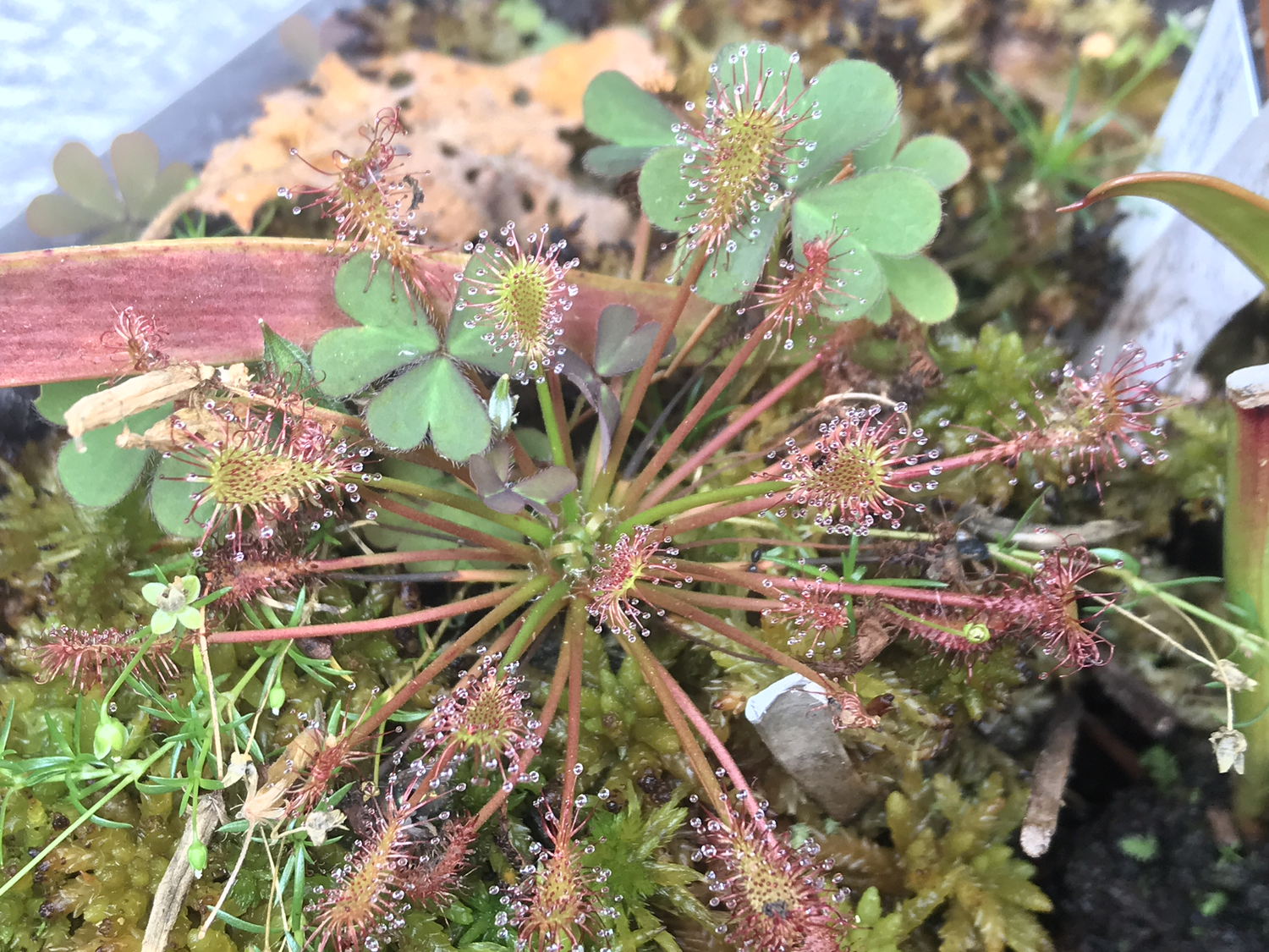 Drosera intermedia The Oblong-Leaved Sundew