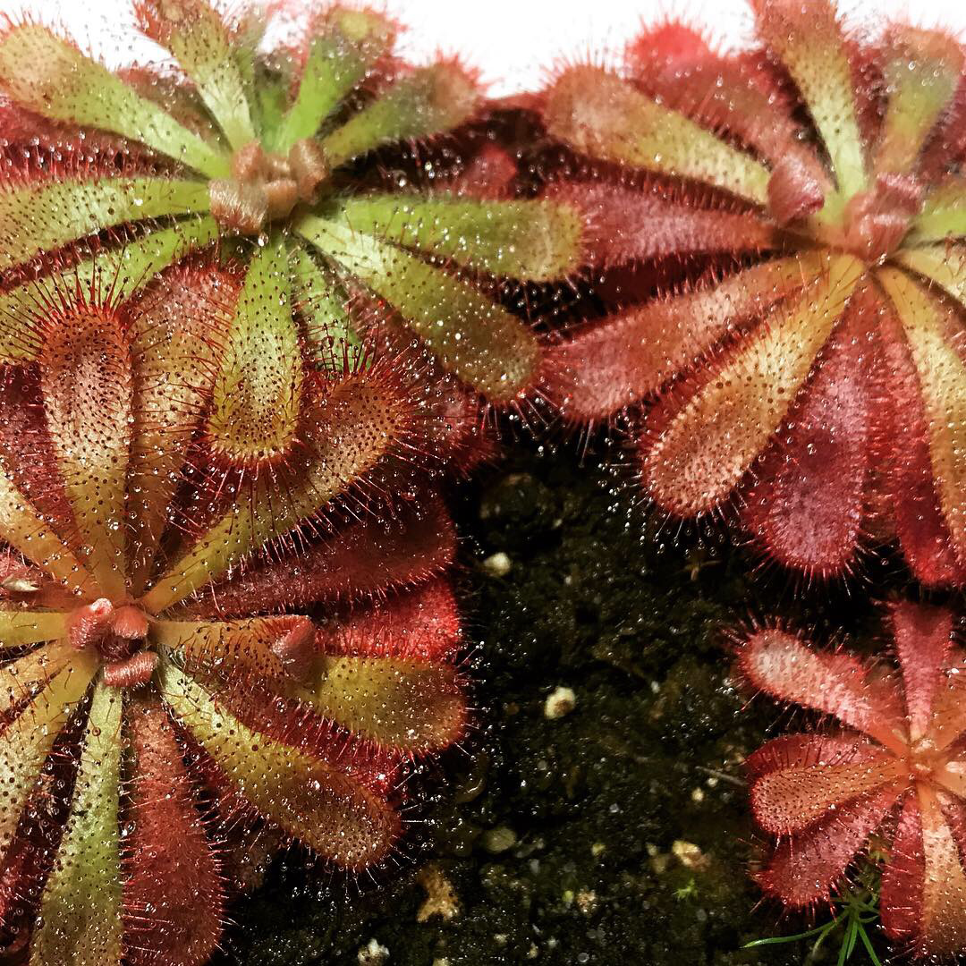 Drosera aliciae Alice Sundew