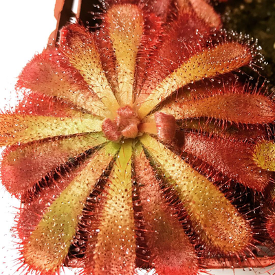 Drosera aliciae Alice Sundew