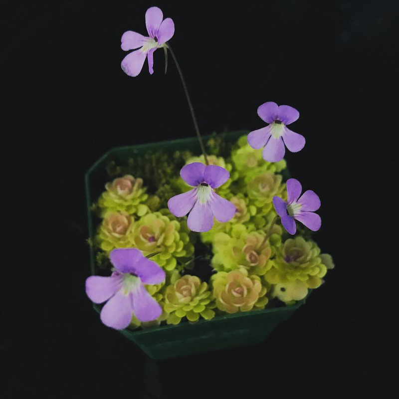 Pinguicula jaumavensis - Miniature Butterwort