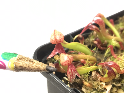 Darlingtonia californica  “Cobra Lily”- small w/ mixed Pitchers