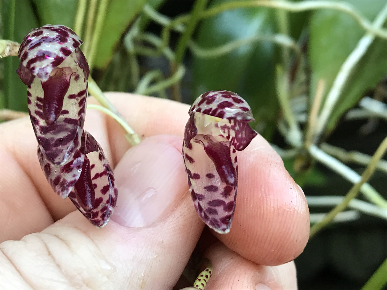 Pleurothallis restrepioides “Dragon Stone” Orchid