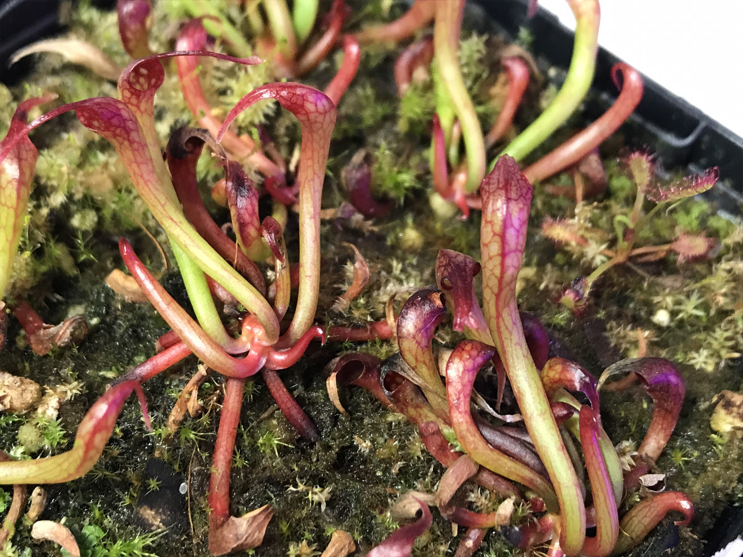 Darlingtonia californica  “Cobra Lily”- Juvenile plant