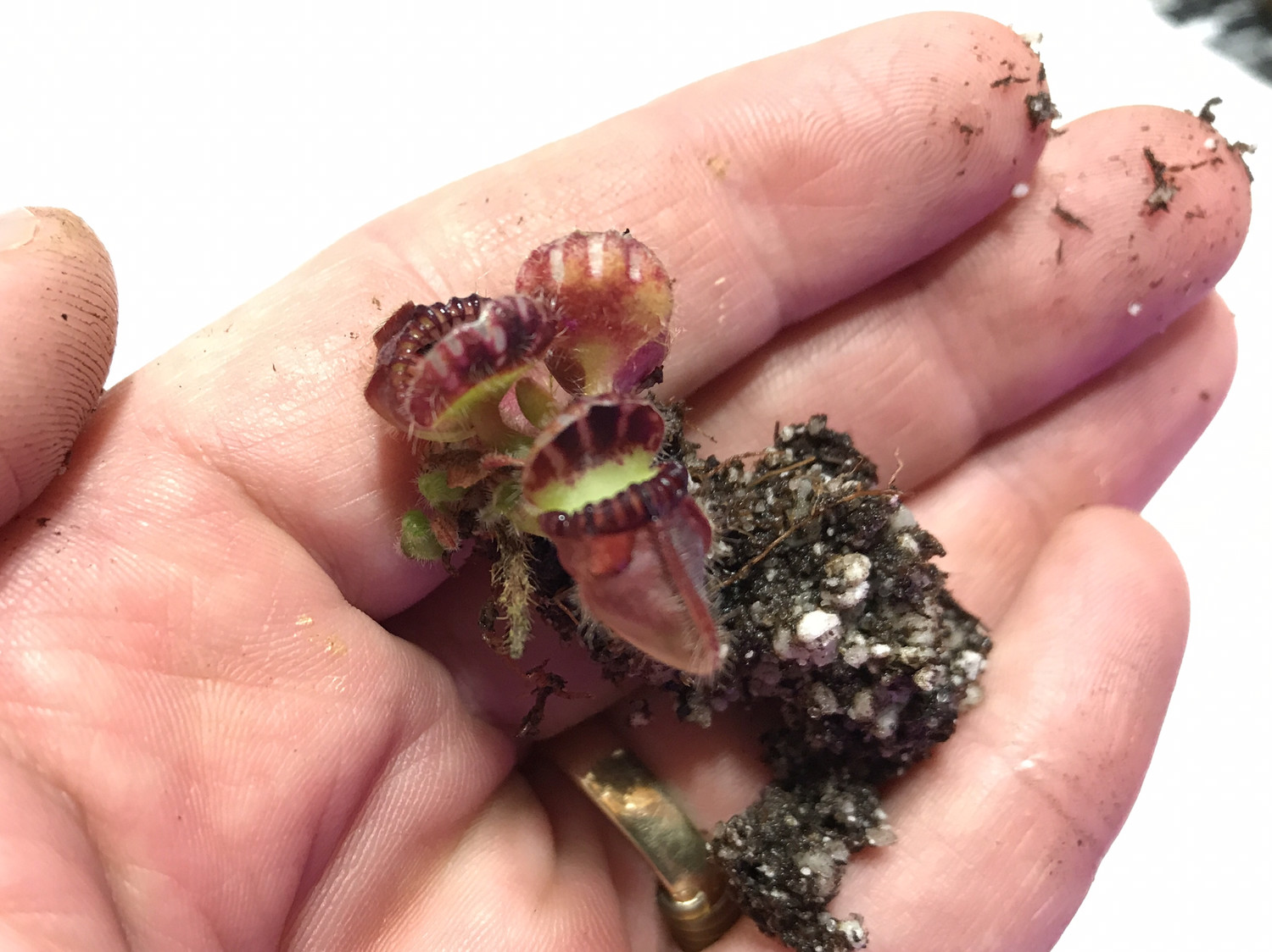 Cephalotus Big Mouth CZP 葉挿し2株 Cephalotus Big Mouth CZP 葉挿し2株 多肉植物の増やし方｜多肉植物