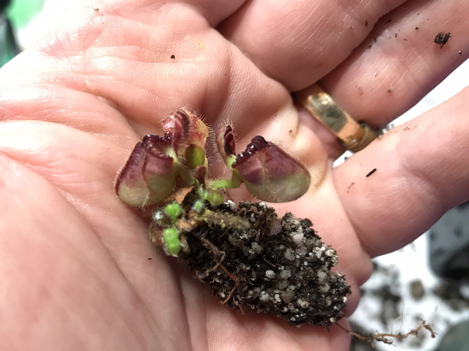 Cephalotus Carnivorous plants for sale Canada