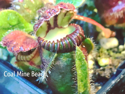 Cephalotus -Coal Mine Beach