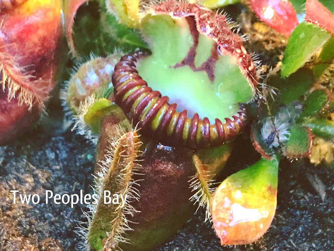 Cephalotus -Two Peoples Bay