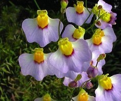 Utricularia bisquamata "Betty's Bay"