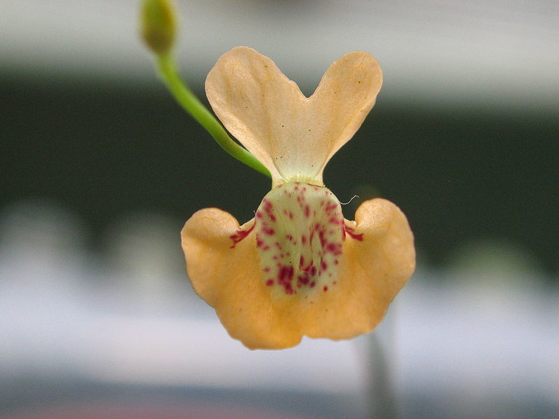 Utricularia fulva/ blanchetii Combo 