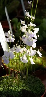 Utricularia livida