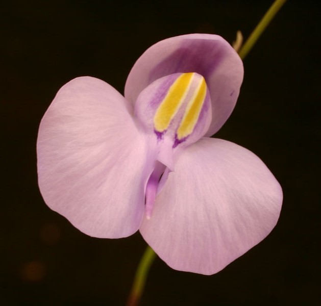 Utricularia reniformis " small Form"