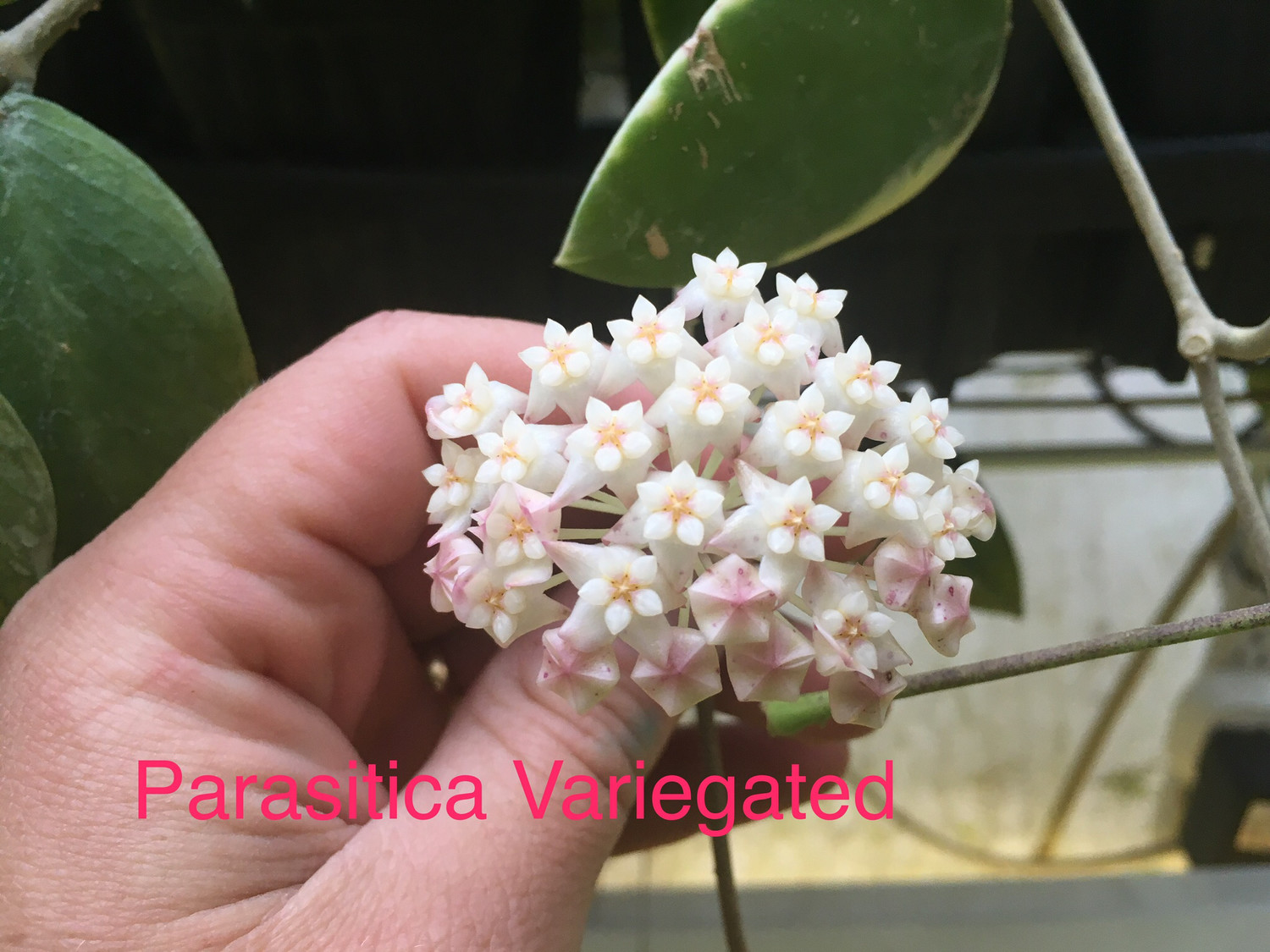 Hoya Parasitica variegated 
