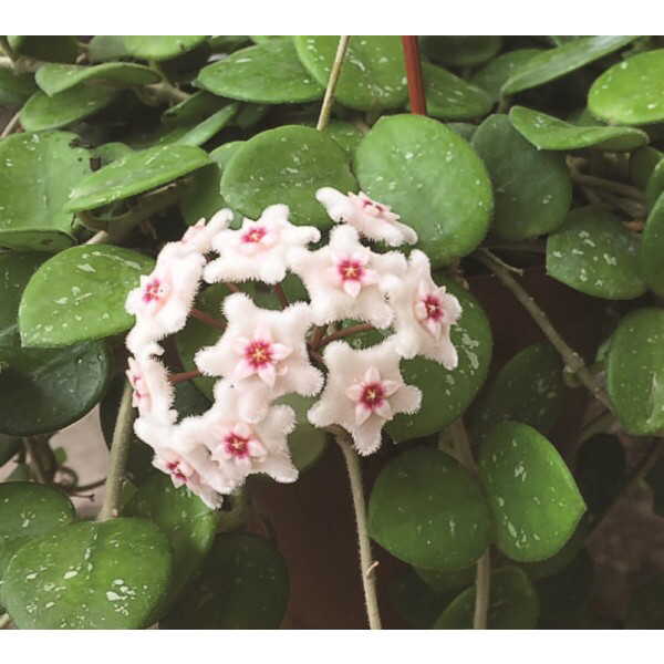 Hoya Mathilde (H. carnosa x H. serpens) (Unrooted Cutting)
