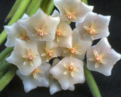 Hoya linearis (Unrooted Cutting)
