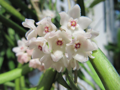 Hoya longafollia (Unrooted Cutting)